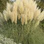 Pampas Grass 1000 Seeds