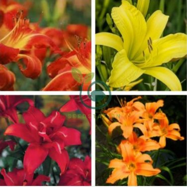 Hemerocallis Bonsai 200 Seeds