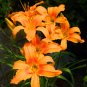 Hemerocallis Bonsai 200 Seeds