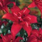 Hemerocallis Bonsai 200 Seeds