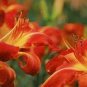 Hemerocallis Bonsai 200 Seeds