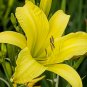 Hemerocallis Bonsai 200 Seeds