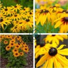 Rudbeckia Hirta Flowers 200 Seeds