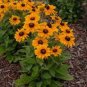Rudbeckia Hirta Flowers 200 Seeds