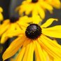 Rudbeckia Hirta Flowers 200 Seeds