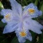 onsai Iris Flower Perennial 1000 Seeds