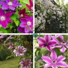 Climbing Clematis 200 Seeds