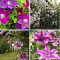 Climbing Clematis 200 Seeds
