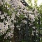 Climbing Clematis 200 Seeds