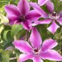 Climbing Clematis 200 Seeds