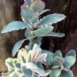Kalanchoe sementes 100 Seeds
