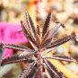 Kalanchoe sementes 100 Seeds