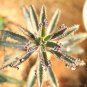 Kalanchoe sementes 100 Seeds