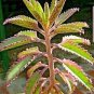 Kalanchoe sementes 100 Seeds
