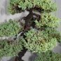 Colorful Japanese Juniper Mixed 200 Seeds