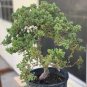 Colorful Japanese Juniper Mixed 200 Seeds