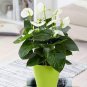 Anthurium 200 Seeds