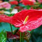 Anthurium 200 Seeds