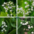 Lily of The Valley Flowers 20 Seeds