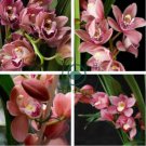 Cymbidium Floribundum Orchid 200 Seeds