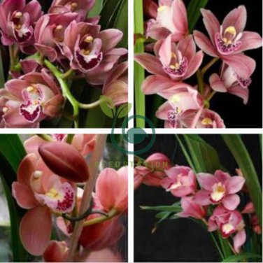 Cymbidium Floribundum Orchid 200 Seeds
