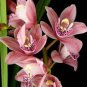 Cymbidium Floribundum Orchid 200 Seeds