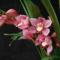 Cymbidium Floribundum Orchid 200 Seeds