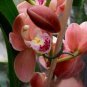 Cymbidium Floribundum Orchid 200 Seeds