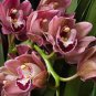 Cymbidium Floribundum Orchid 200 Seeds