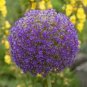 Giant Allium Giganteum 200 Seeds