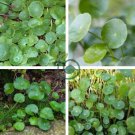 Hydrocotyle Vulgaris 200 Seeds