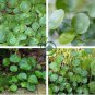 Hydrocotyle Vulgaris 200 Seeds