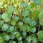 Hydrocotyle Vulgaris 200 Seeds