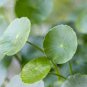 Hydrocotyle Vulgaris 200 Seeds