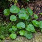 Hydrocotyle Vulgaris 200 Seeds