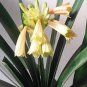 Gorgeous Clivia Flower Seeds Kaffir Lily 200 Seeds