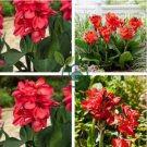Canna Lily Flore Outdoor Indoor 400 Seeds
