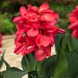 Canna Lily Flore Outdoor Indoor 400 Seeds