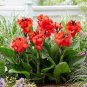 Canna Lily Flore Outdoor Indoor 400 Seeds