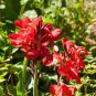 Canna Lily Flore Outdoor Indoor 400 Seeds