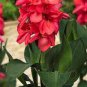 Canna Lily Flore Outdoor Indoor 400 Seeds