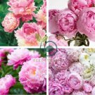 Chinese Peony Light Pink Ball Flowers 20 Seeds