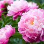 Chinese Peony Light Pink Ball Flowers 20 Seeds
