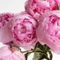 Chinese Peony Light Pink Ball Flowers 20 Seeds