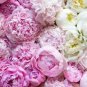 Chinese Peony Light Pink Ball Flowers 20 Seeds