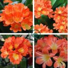Clivia Light Redish Pink with White Yellow Colors 200 Seeds