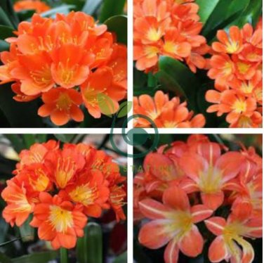 Clivia Light Redish Pink with White Yellow Colors 200 Seeds