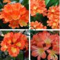 Clivia Light Redish Pink with White Yellow Colors 200 Seeds