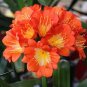 Clivia Light Redish Pink with White Yellow Colors 200 Seeds