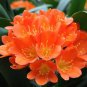 Clivia Light Redish Pink with White Yellow Colors 200 Seeds